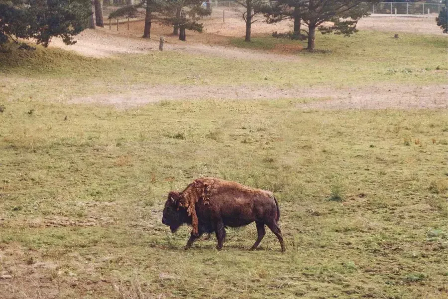 Golden Gate Park Bison Paddock에는 버팔로 한 마리가 돌아다닙니다. 샌프란시스코, 캘리포니아.